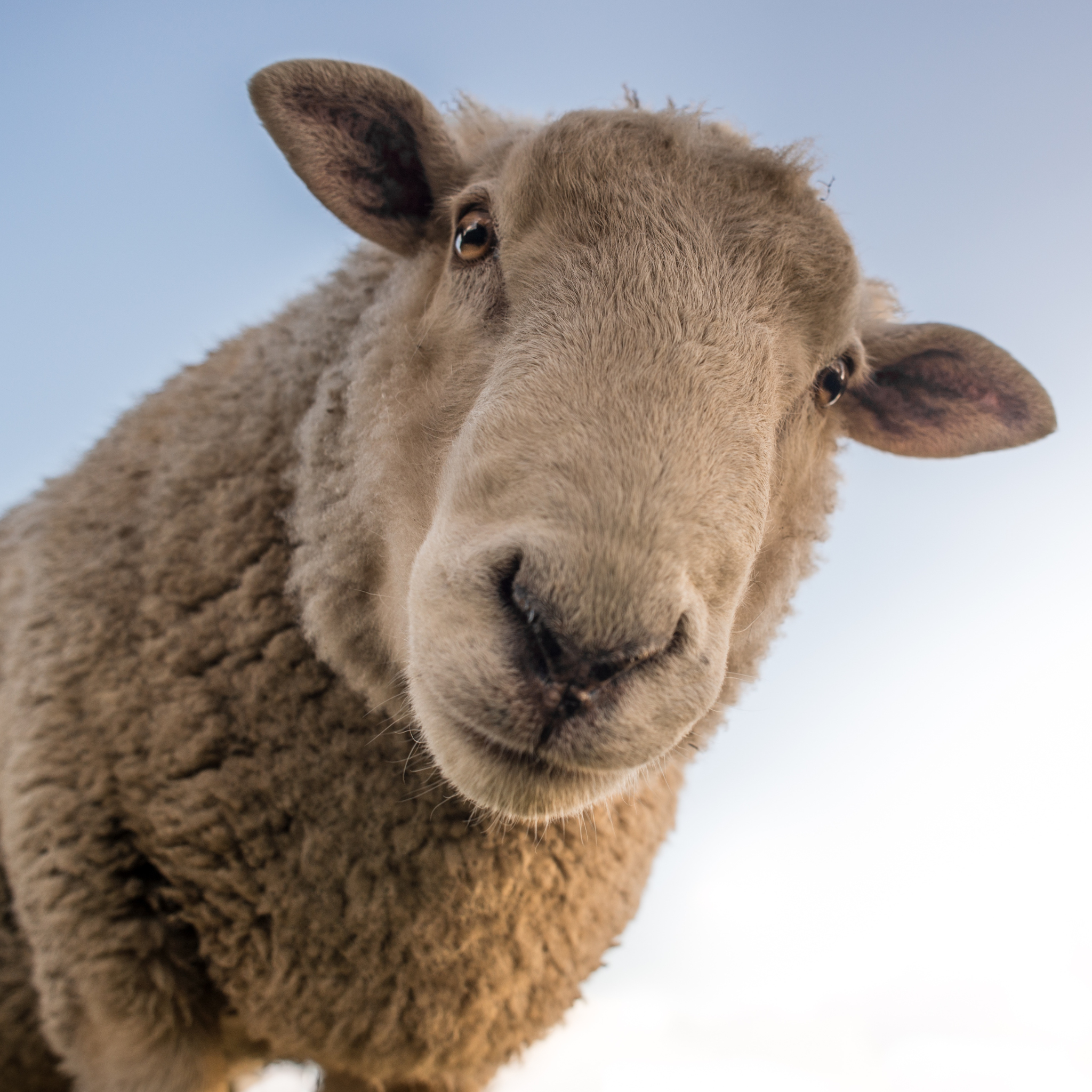 Not playing for sheep stations